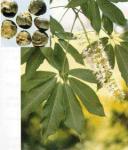 Horse chestnut extract